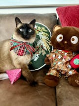 Holiday Tartan 4-way Pet Bandana