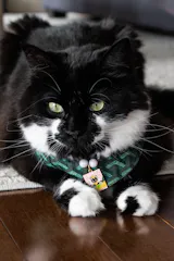 Tarot Card Pet Necklace