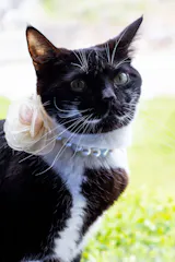 My Petite Rosette Pet Necklace