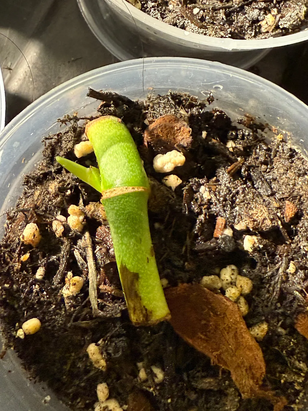 Keiki Paste for Activating Plant Growth | Chop n Grow