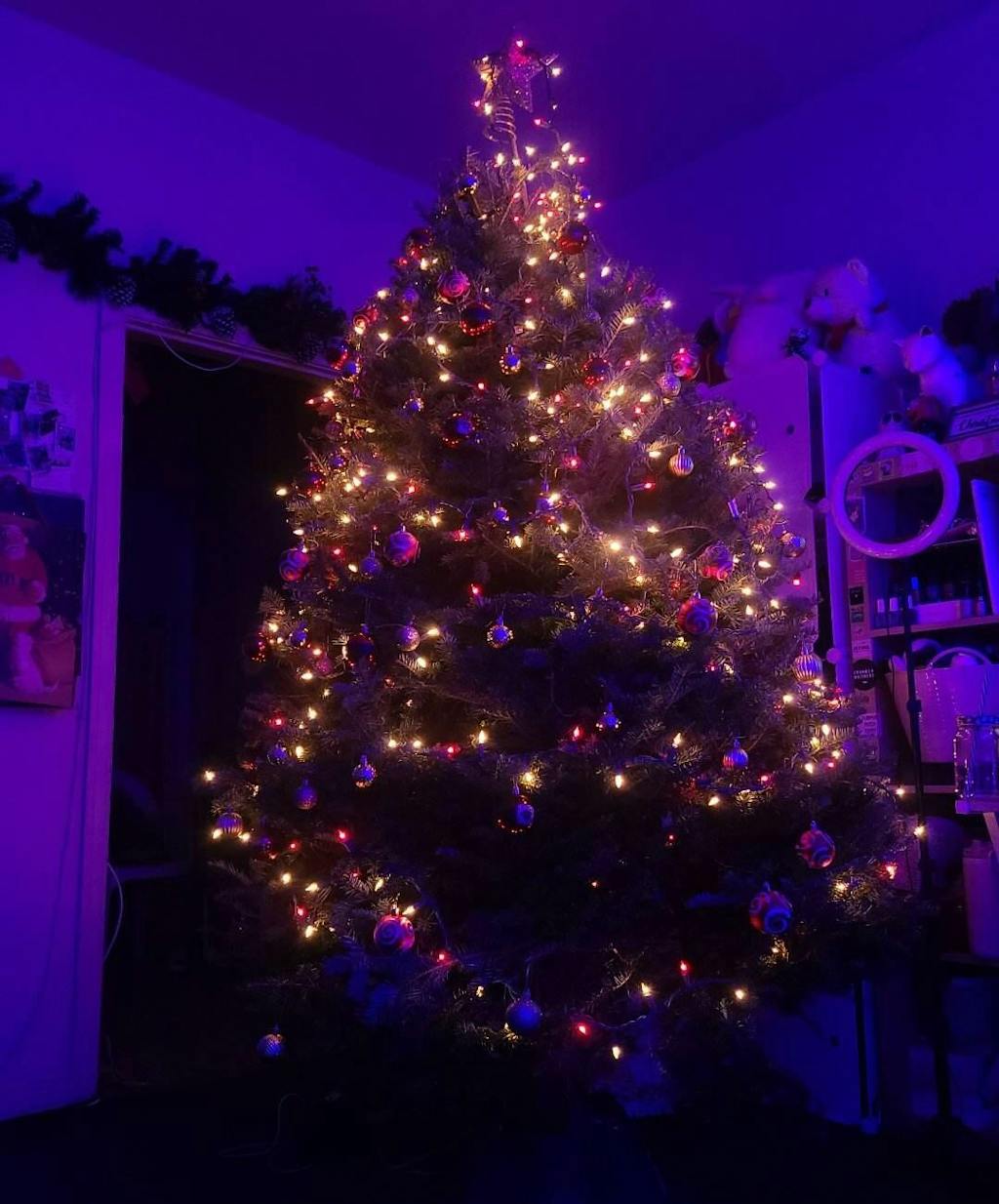 Real Christmas Trees Delivered 7 Foot Premium Fraser Fir Christmas