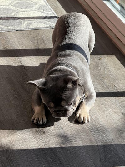 The Den: Modern Wooden Dog Crate