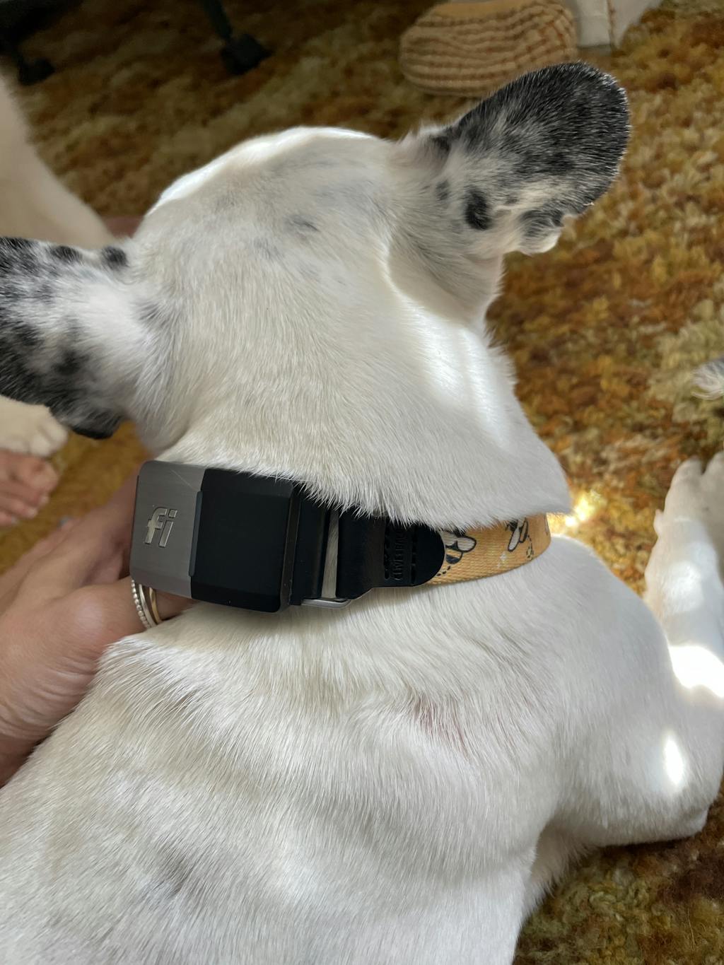 Fi Compatible Dog Collar Clive and Bacon Custom Dog Accessories