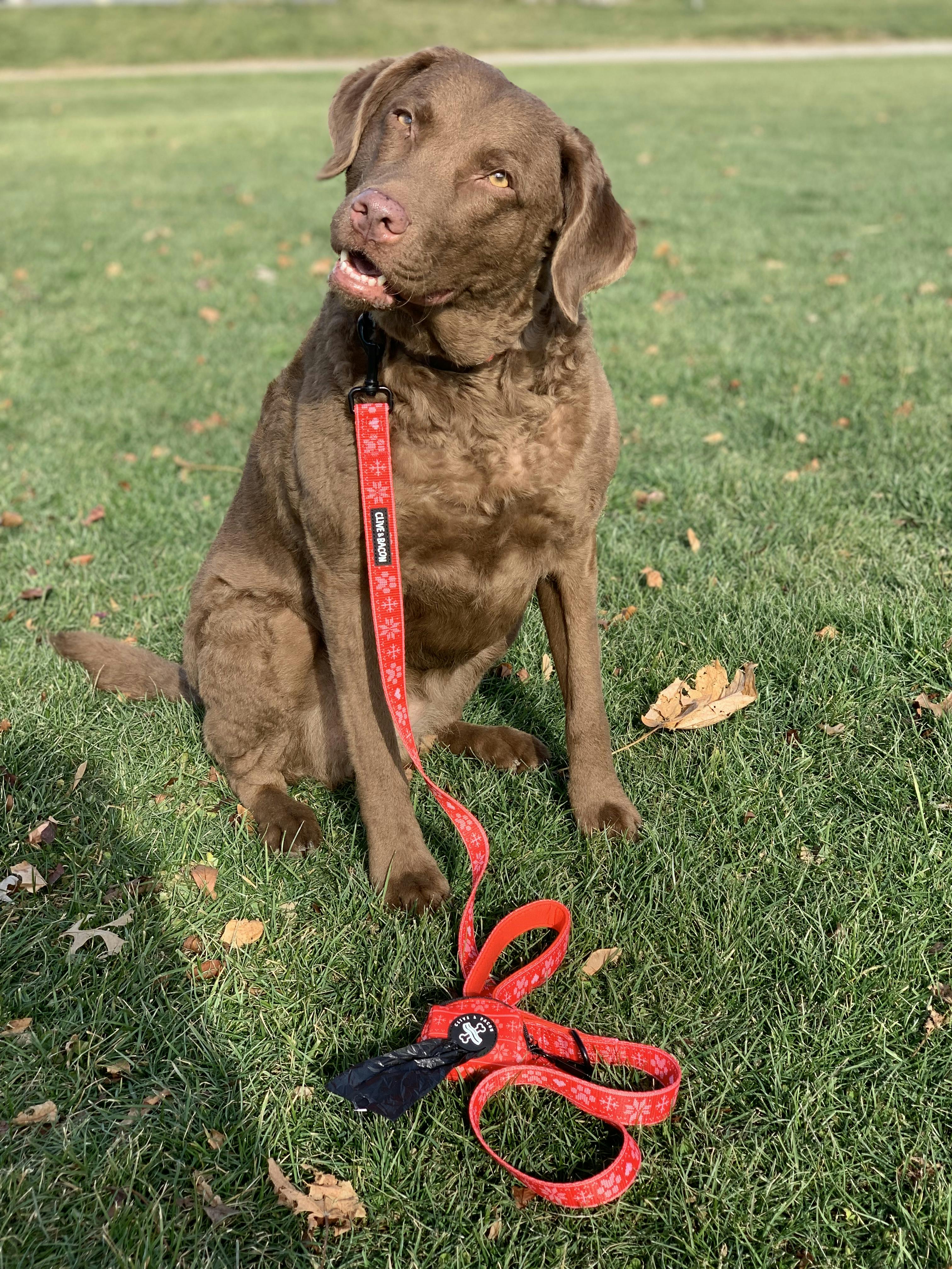 Fi Compatible Dog Collar Clive and Bacon Custom Dog Accessories