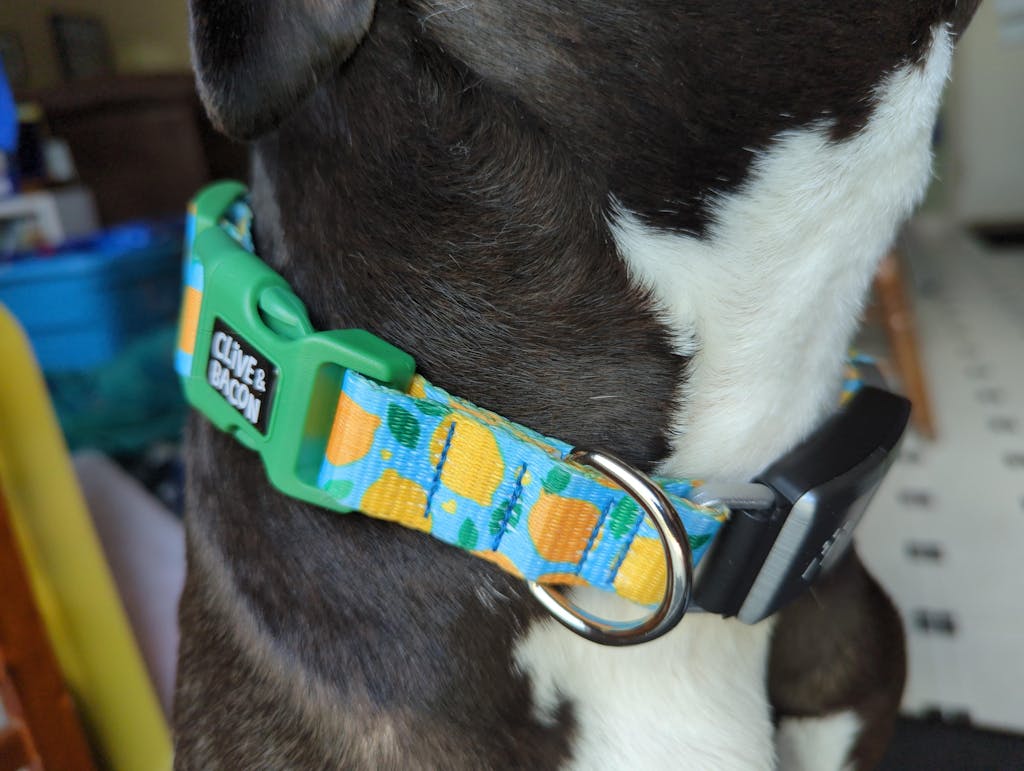 Fi Compatible Dog Collar Clive and Bacon Custom Dog Accessories