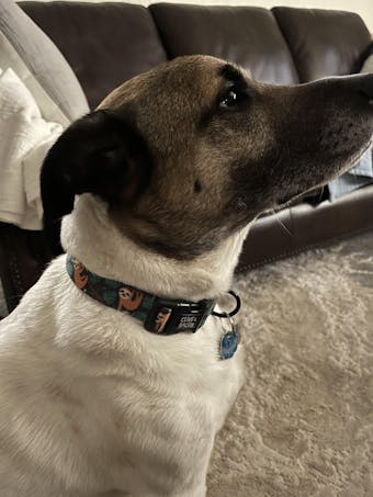 Sleepy the Sloth Dog Collar