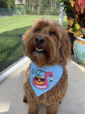 Hello Summer Dog Bandana