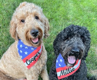 C&B American Pup Flag Bandana