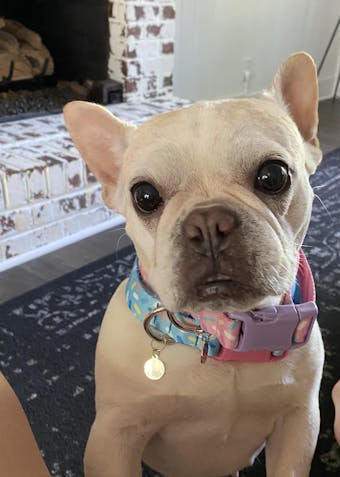 Blueberry Sprinkles Dog Collar