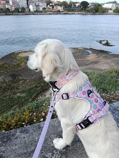 COLLAR TODOTERRENO ÑAM ÑAM!