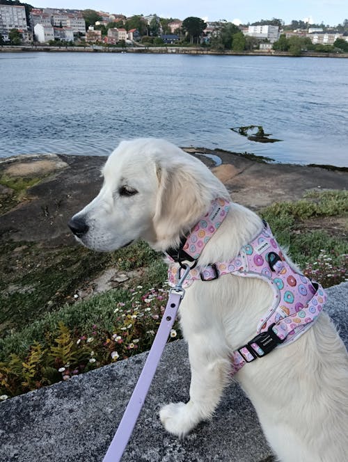 ARNÉS TODOTERRENO ÑAM ÑAM!