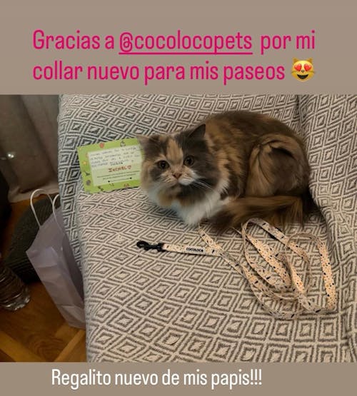 COLLAR GATOS TROPICAL