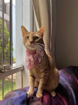 Valentines Dog Bandana Rose Velour In Cotton Gots