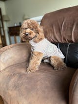 High-Quality Dog Raincoat, Elegant with Velcro Adjust, Foldable Collar, Ultra Soft Cotton Lining, and Harness Hole