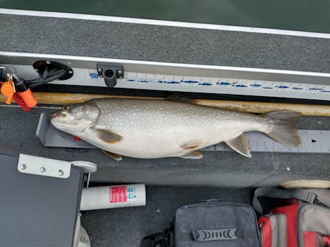 CastMan Glow White/Red