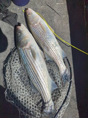 CastMan 40g Top Picks Pack