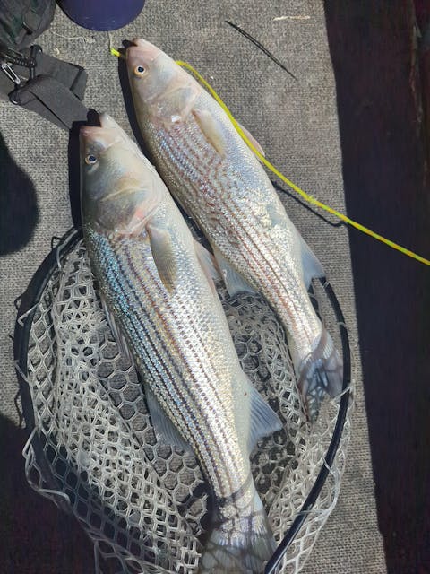 CastMan 40g Top Picks Pack