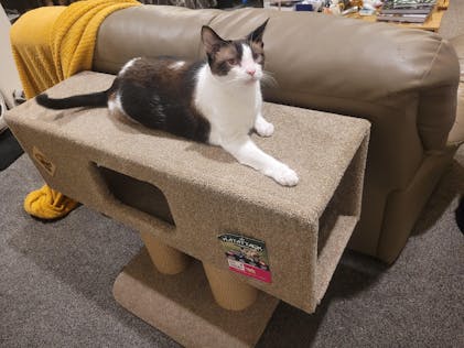 KatAttack Vegas Cat Playground ComfyPet Products