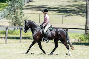 Judges Choice Condition and Shine Hot Oil