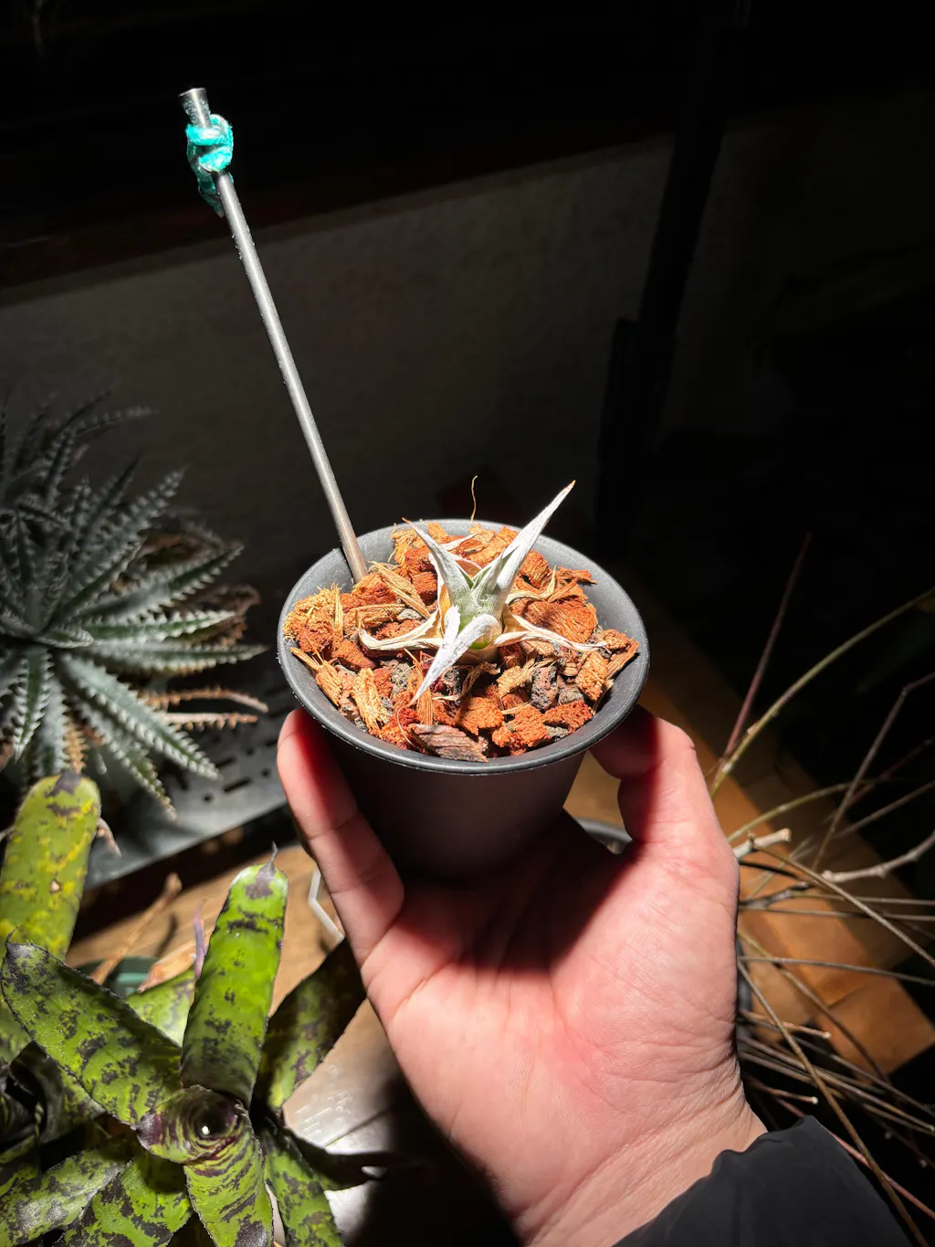 TITAN SOIL STICK – CONTAINER