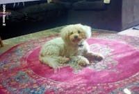 Babylon 211 Fuchsia Round Rug