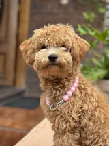 Rosa Pastel Brillante