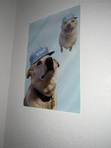 Tyler The Creator Wolf Poster - coreprints – wendys4fo4store