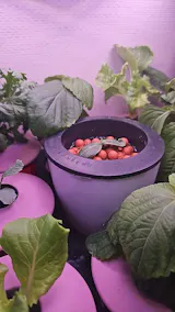 6Pcs Self-Watering Pots