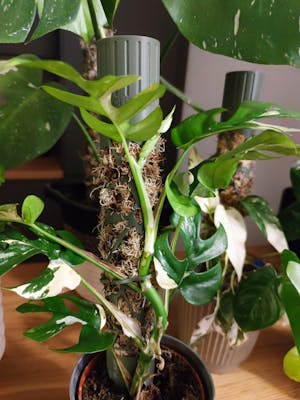 Coriander™ bővíthető R-mohakaró voronoi