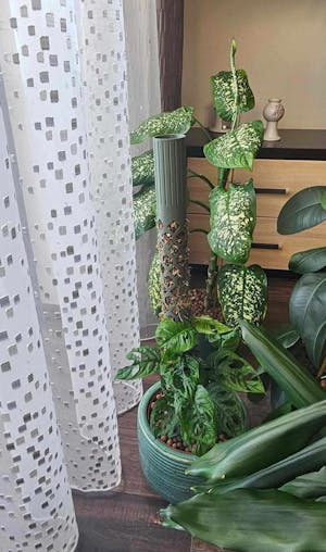 Coriander™ bővíthető R-mohakaró hatszög & rombusz