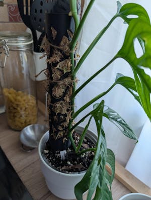 Coriander™ bővíthető R-mohakaró voronoi