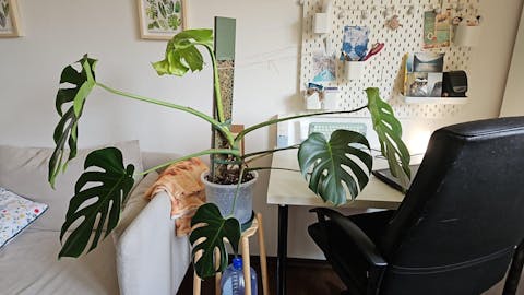 Coriander™ bővíthető D-mohakaró voronoi