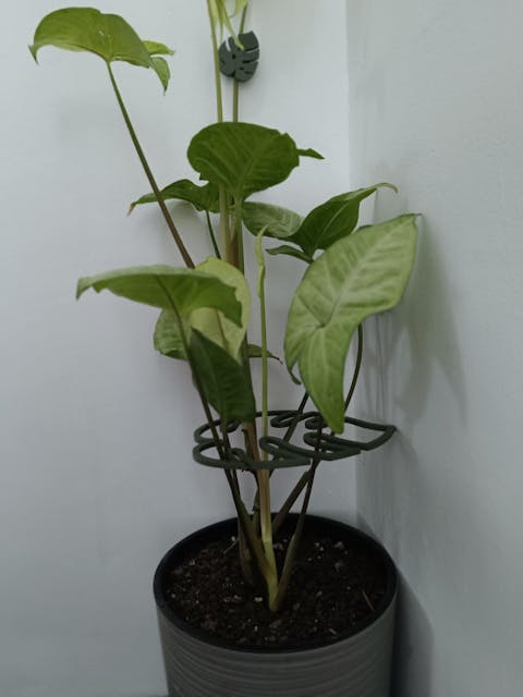 Monstera növénytámasz szett - 2 darabos