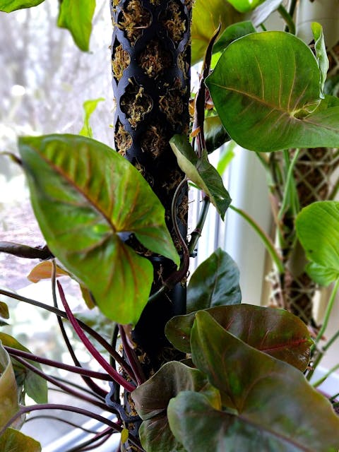 Coriander™ bővíthető R-mohakaró Arabesque