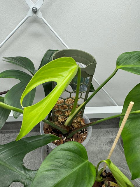 Coriander™ bővíthető D-mohakaró hatszög