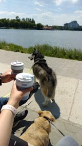 12oz/350ml Portable Coffee Cup