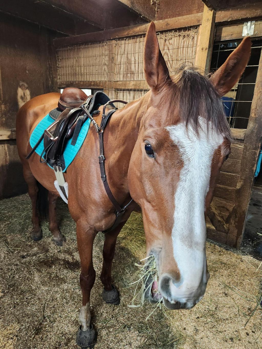 3-Point Breastplate with Double Neck Strap