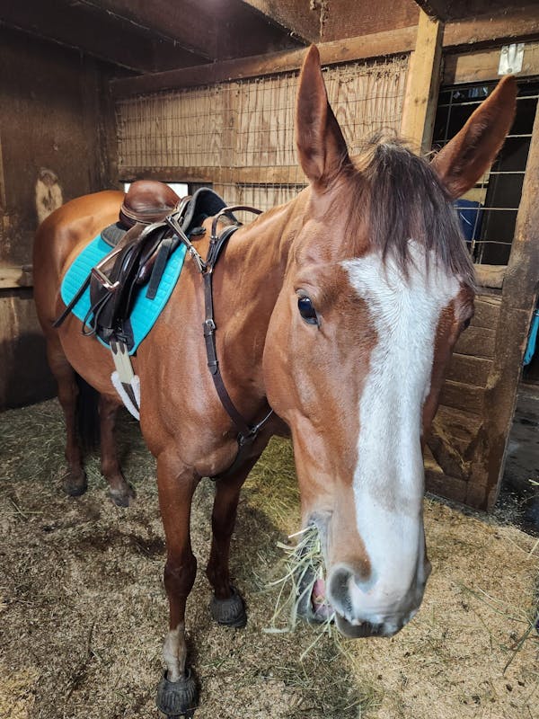 3-Point Breastplate with Double Neck Strap