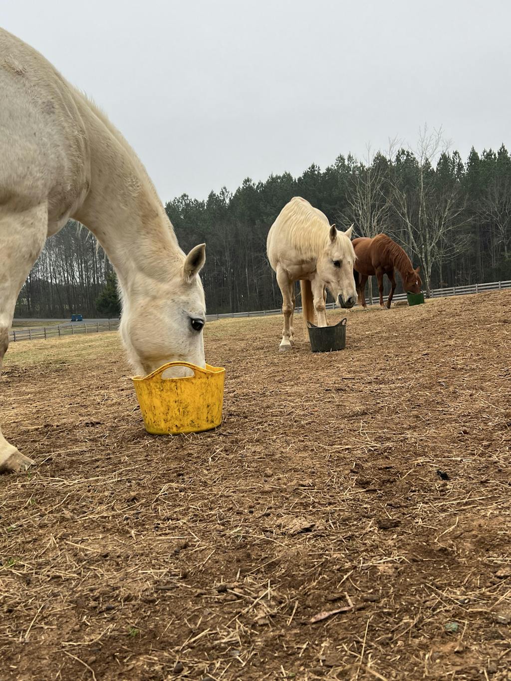 Large Flexi-Bowl with Lid