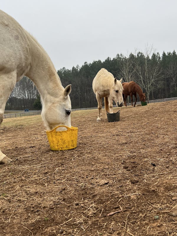 Large Flexi-Bowl with Lid