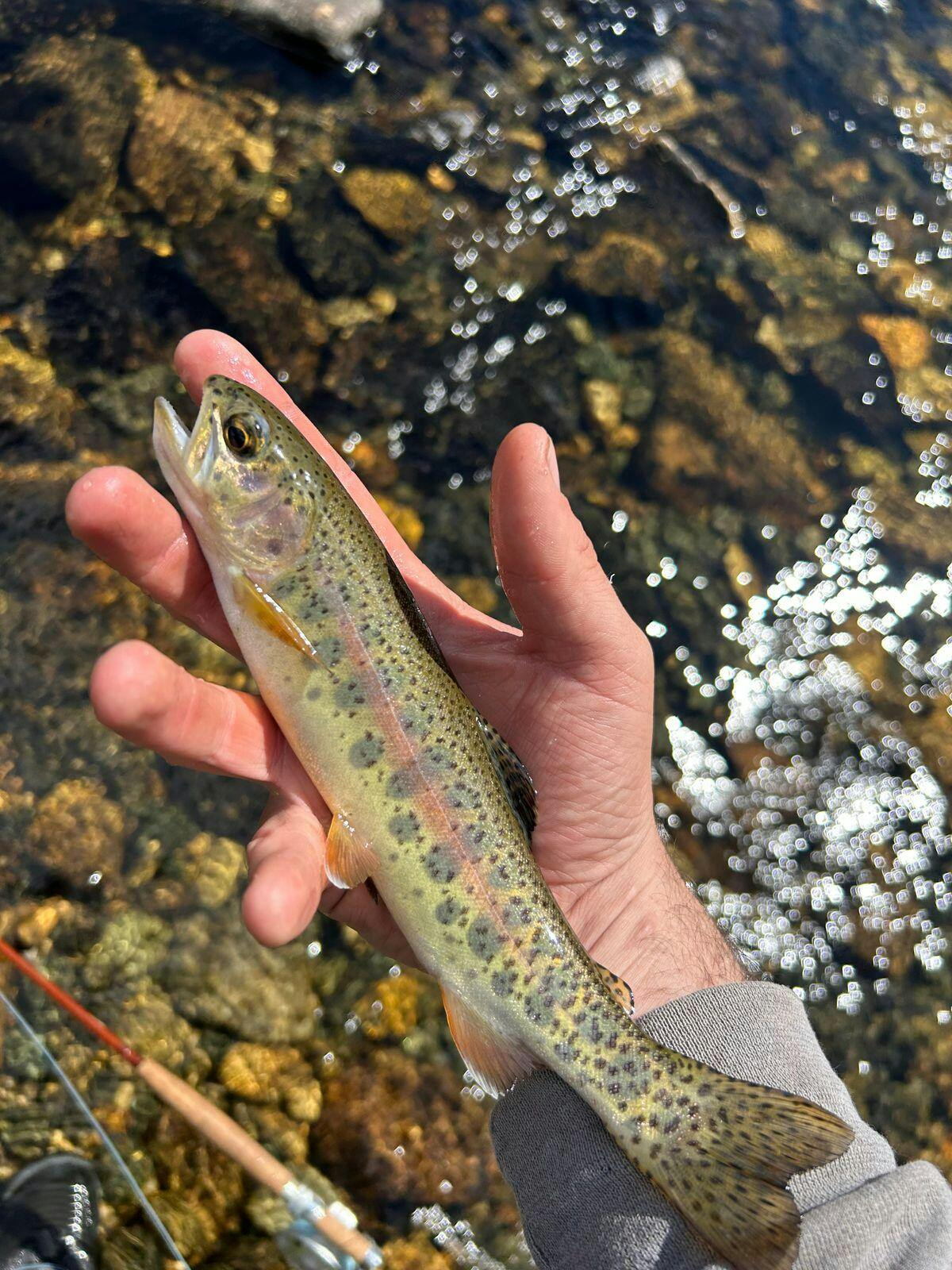 Finesse Trout II Fly Line | Versatile Trout Line for Dry Flies