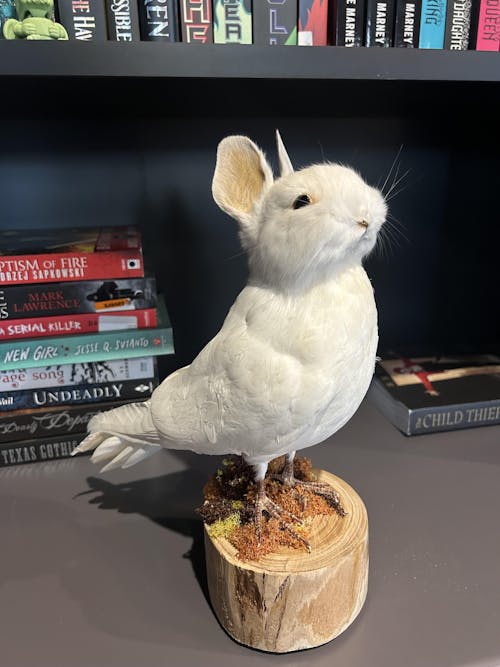Taxidermy Bunny Bird - White