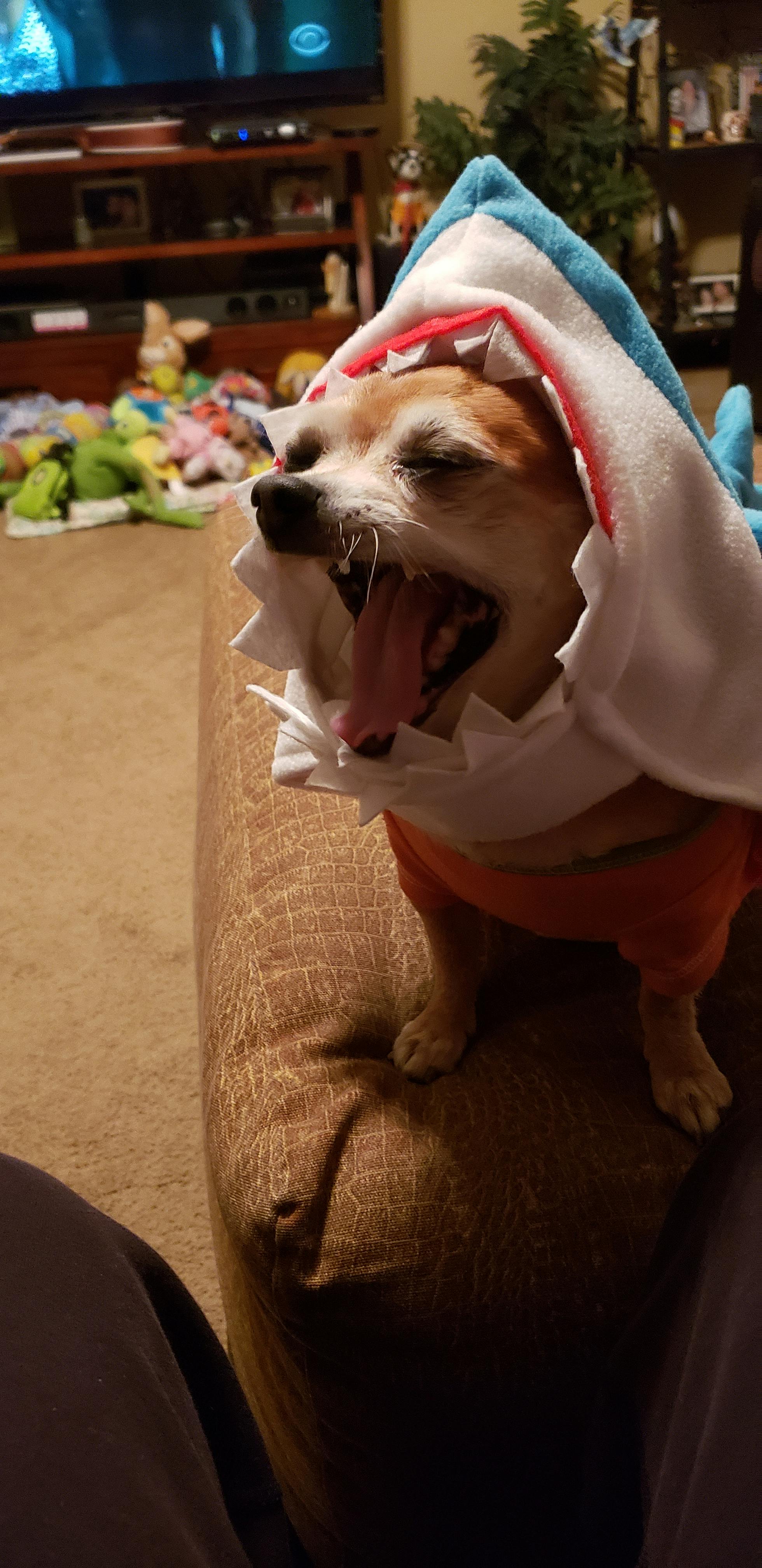 synacore digestive support for dogs