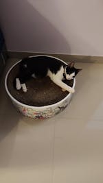 The Luna Lounger - Lost in the Jungle