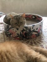 The Bella Bed - Groovy Cats