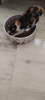 The Bella Bed - Lost in the Jungle