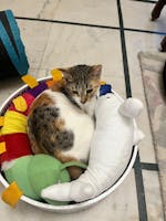 The Bella Bed - Lost in the Jungle