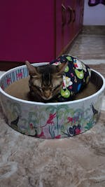 The Bella Bed - Lost in the Jungle