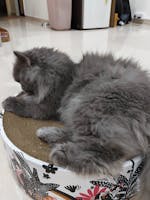 The Luna Lounger - Groovy Cats