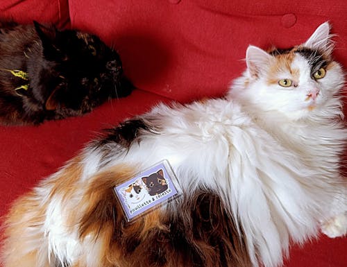 Magnet personnalisé